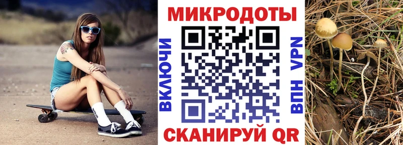 Купить  Чухлома  Псилоцибиновые грибы Psilocybine cubensis 
